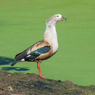 Pato-Corredor: Características, Nome Científico e Habitat