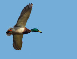 Por Que Pato Voa e Galinha Não?
