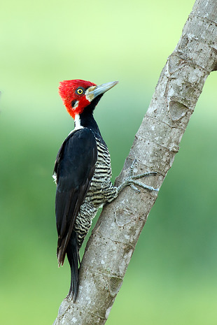 Pica-Pau-de-Topete-Vermelho: Características e Habitat no Brasil