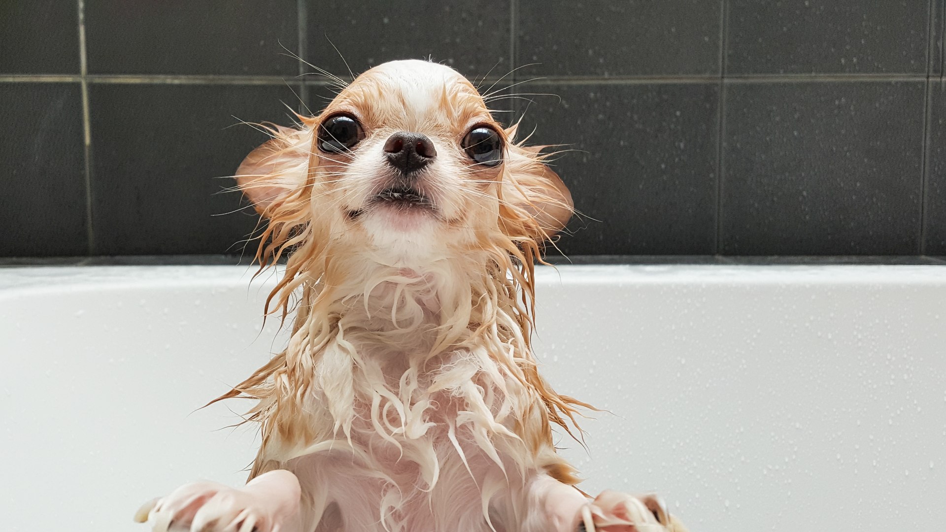 Quanto Tempo Após o Nascimento Pode Dar Banho no Cachorro?