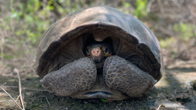O Que Acontece Se Quebrar o Casco da Tartaruga?