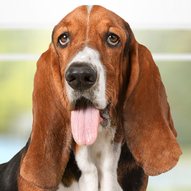 Diferenças do Basset Hound, Dachshund, Arlequim e Teckel