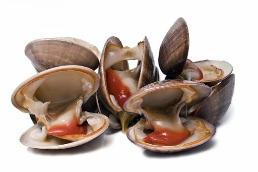 História dos Bivalves e Origem Desses Animais
