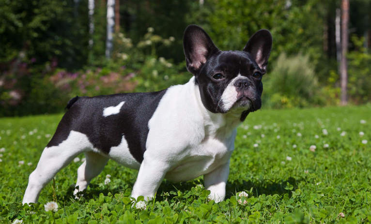 Como Saber se um Filhote de Bulldog Francês?