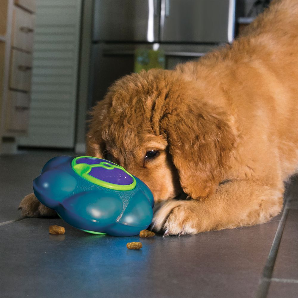 Por Que Cachorro Empurra Comida com Focinho? 5 Razões