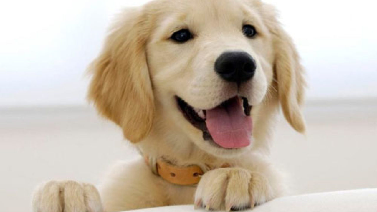 Cachorro Sente Quando o Dono Está Doente ou Vai Morrer?