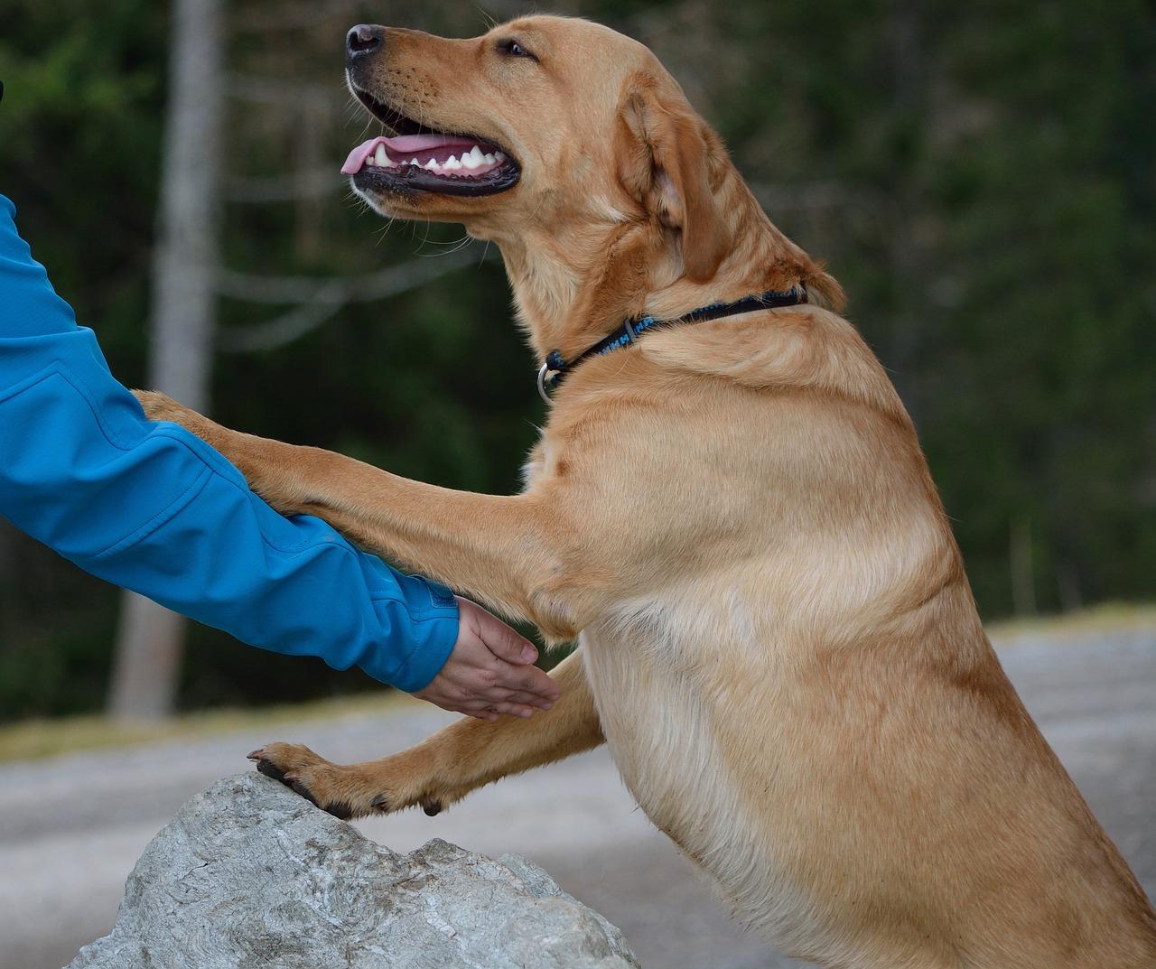 Como Ensinar o Comando Junto Para o Cachorro?