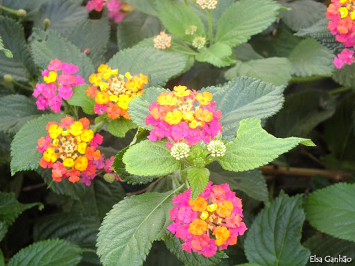 Espécies de Lantana: Tipos Com Nome e Fotos em Lista