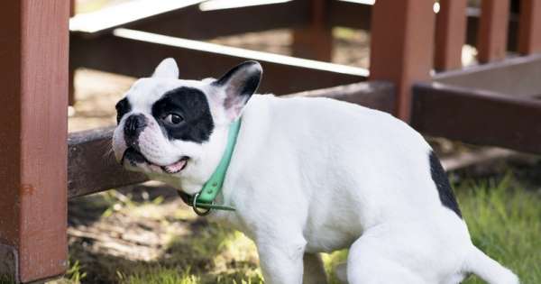 Como Estimular o Cachorro a Fazer Fezes?