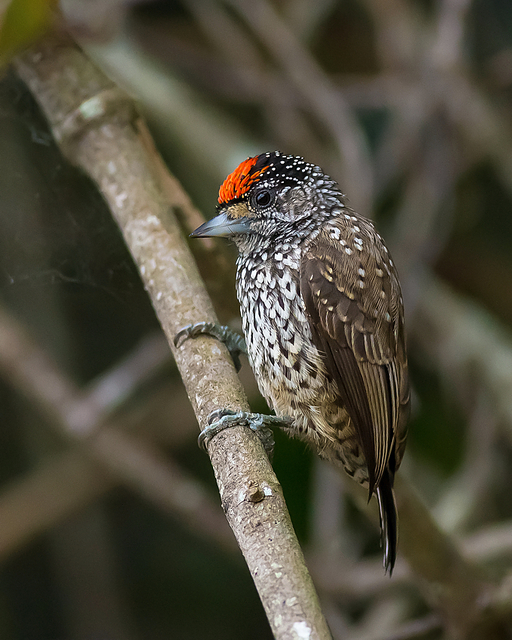 Pica-Pau-Anão-Escamado: Características, Habitat E Fotos