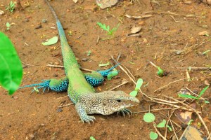 Lagarto-Preguiça: Características, Nome Científico e Fotos