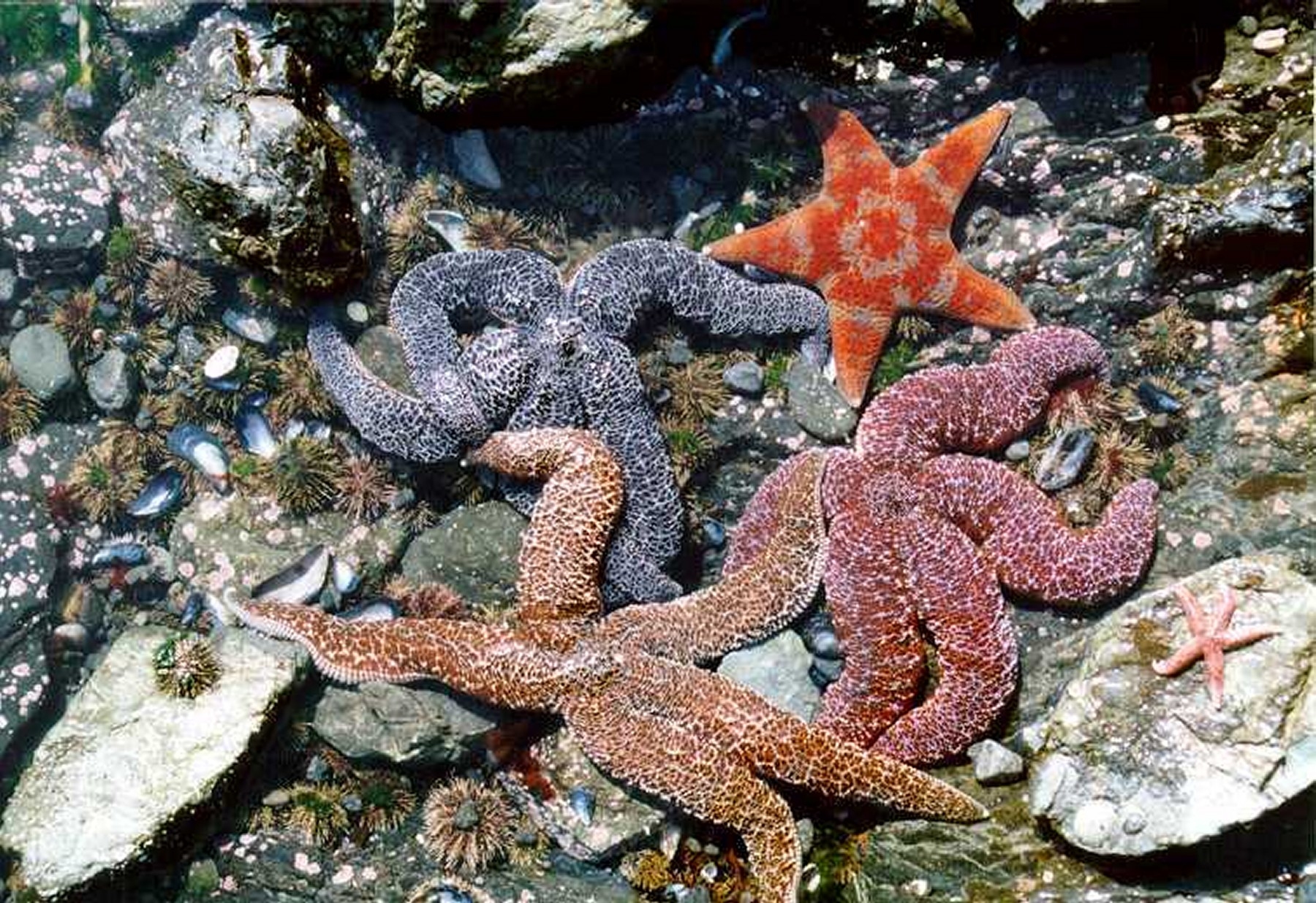 Como Explicar a Simetria Radial em Echinodermata?