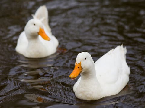 História do Pato e Origem do Animal
