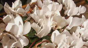 Tudo Sobre a Planta Cíclame: Características da Flor e Fotos