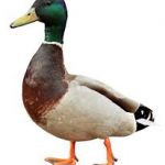 Espécies de pato no Brasil