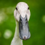 Pato ganso e cisne da mesma família Anatidae