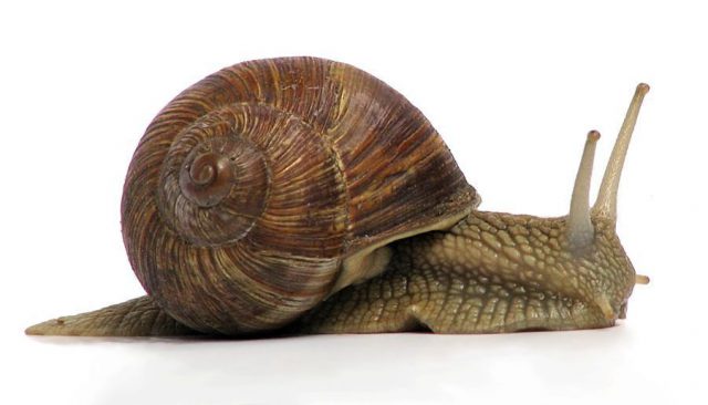 Quantas Conchas e Quantas Valvas Tem os Gastrópodes?