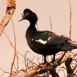 Pato selvagem em rio natural