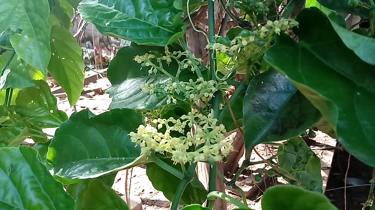 Quais as Plantas que Curam Diabetes?