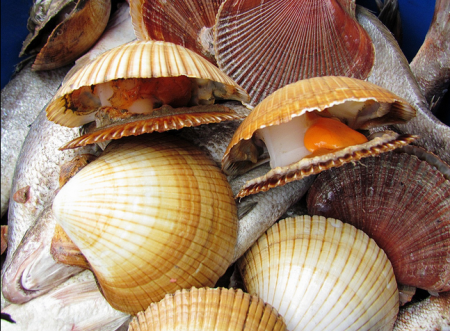 Qual a Diferença de Bivalves e Cefalópodes?