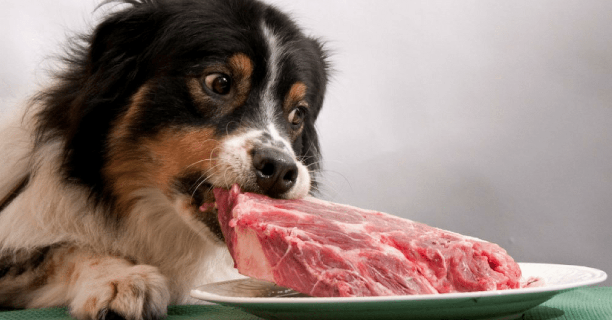 Que Tipo de Carne Posso Dar Para Meu Cachorro? Carne Branca ou Carne Vermelha?
