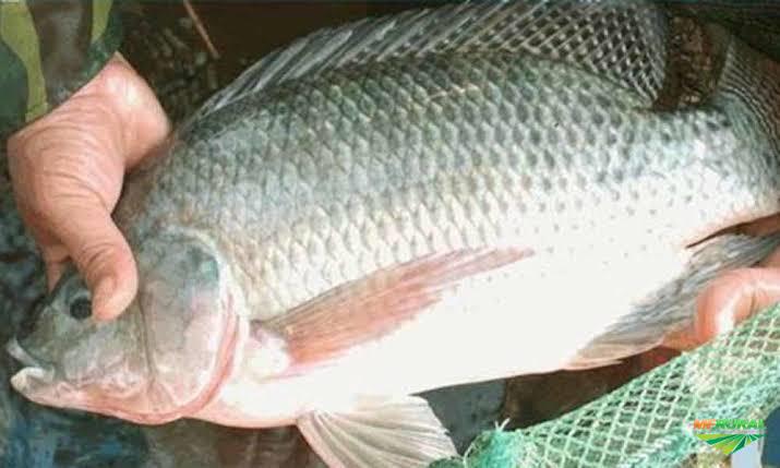 Quais os Benefícios do Peixe Tilápia?