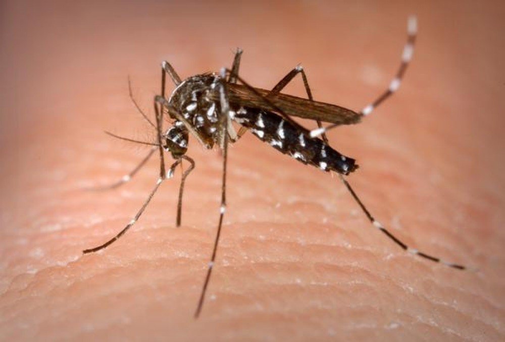 Qual a Diferença Entre Mosquito e Pernilongo?