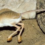 Conheça Mais Sobre o Jerboa