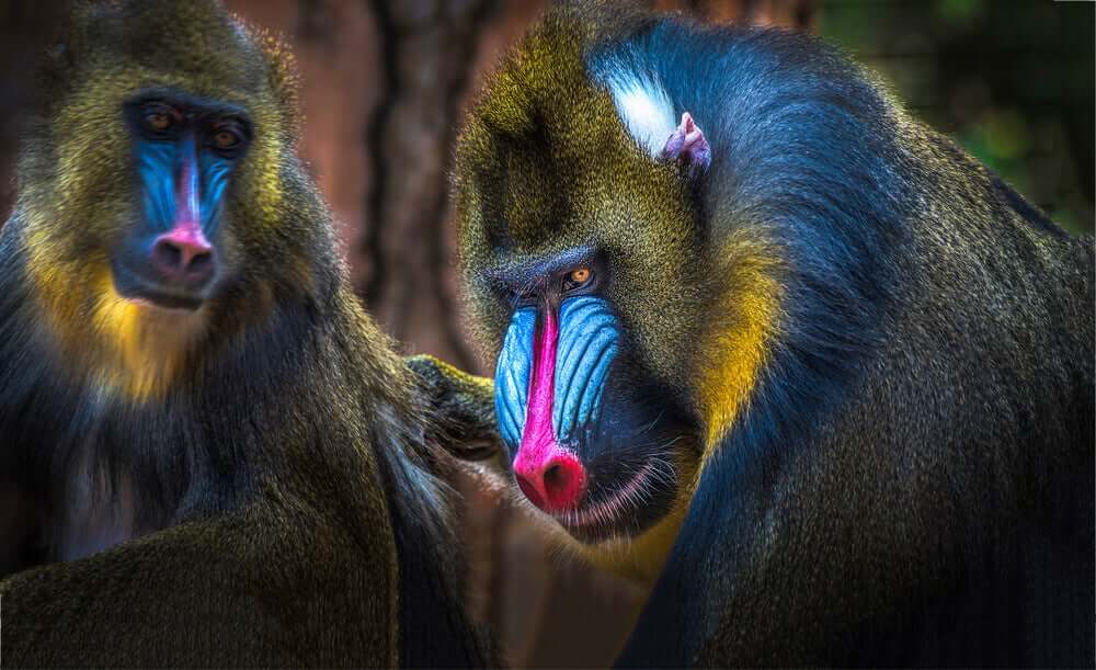 Mandril: Curiosidades e Fatos Interessantes Sobre o Animal