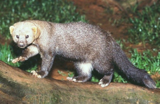 Irara Curiosidades e Fatos Interessantes Sobre o Animal