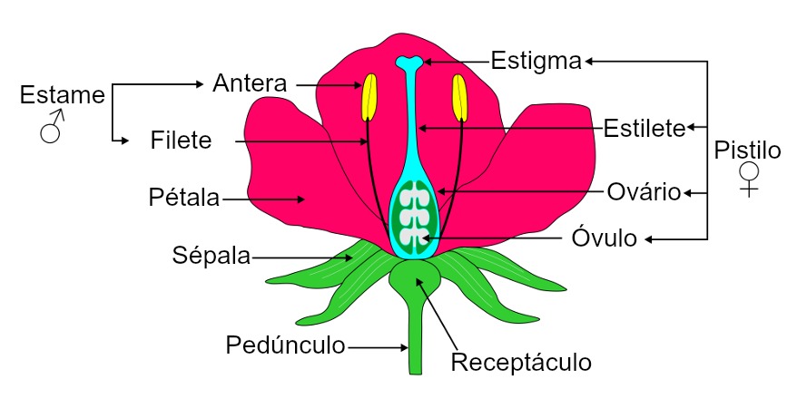Quais São as Partes de uma Flor?