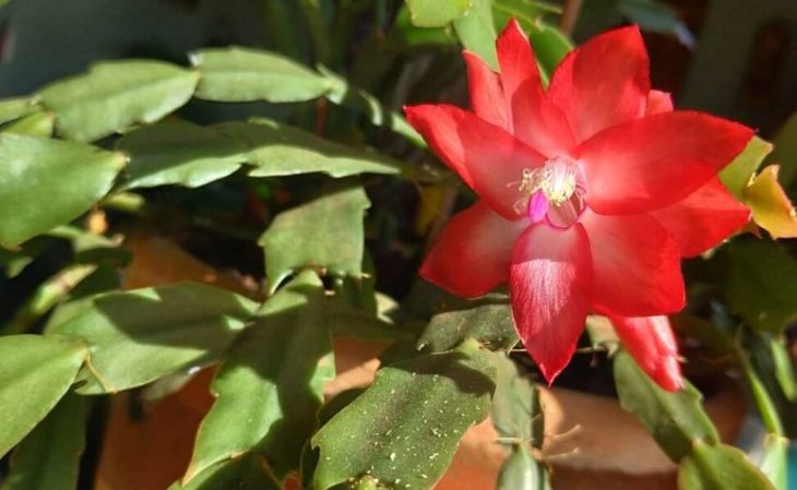 Flor de Maio Curiosidades e Fatos Interessantes Sobre a Planta