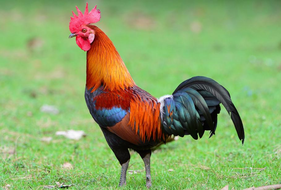 Tudo sobre o Galo: Características, Nome Cientifico e Fotos