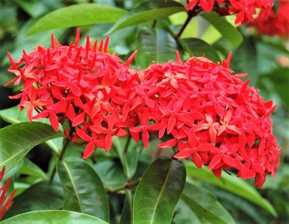 Tudo Sobre a Flor Ixora Chinesa: Características e Nome Cientifico