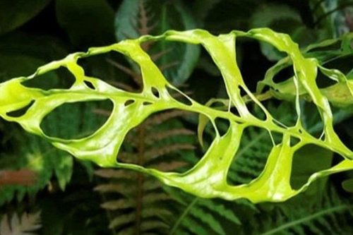 Qual é a Flor Mais Cara do Mundo?