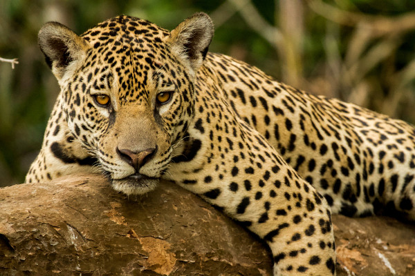 Qual a Diferença de Onça e Leopardo?