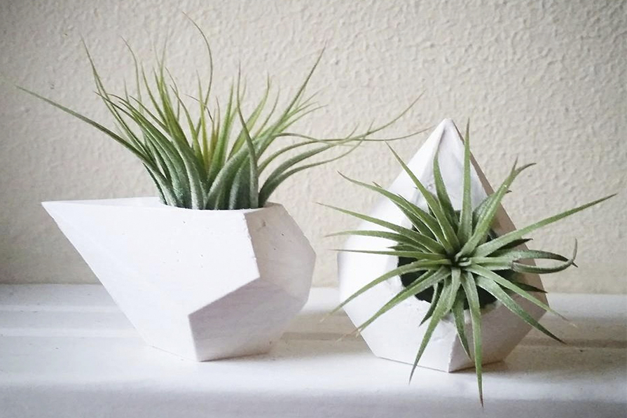 Qual é a Planta que Não Precisa de Terra?