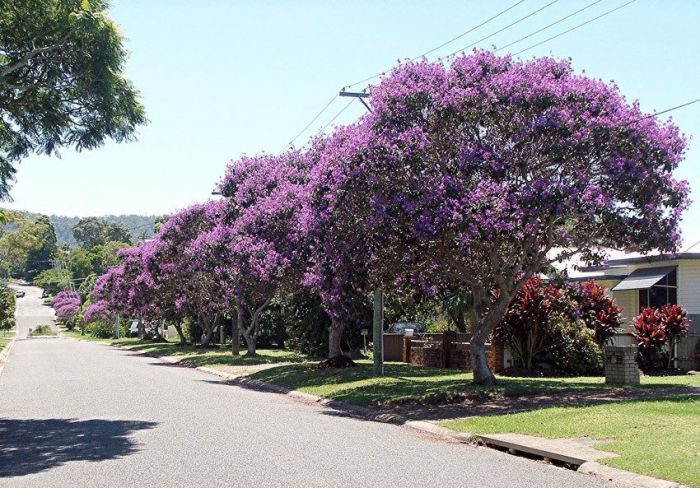 Tudo Sobre a Flor Quaresmeira: Características e Nome Cientifico
