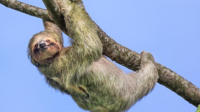Tudo Sobre o Bicho – Preguiça : Características, Nome Cientifico e Fotos