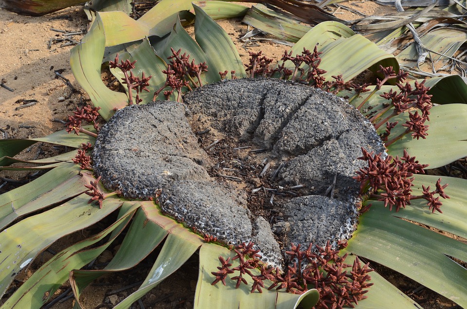 Tudo Sobre a Planta Welwitschia: Características da Flor e Fotos