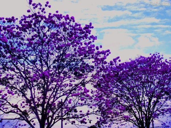 Como Cuidar do Ipê Roxo, Fazer Mudas e Podar?