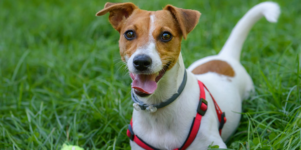 Jack Russell Terrier Curiosidades e Fatos Interessantes Sobre a Raça