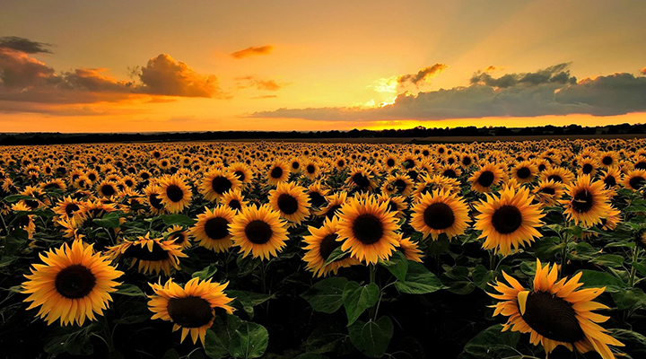Quais São as Flores que Resistem ao Sol?