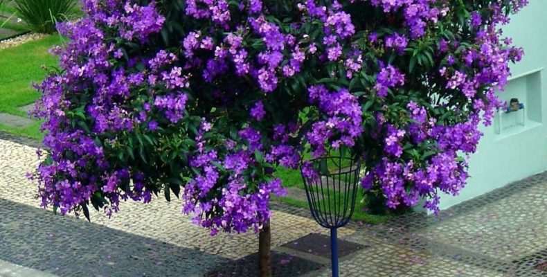 Curiosidades Sobre a Quaresmeira