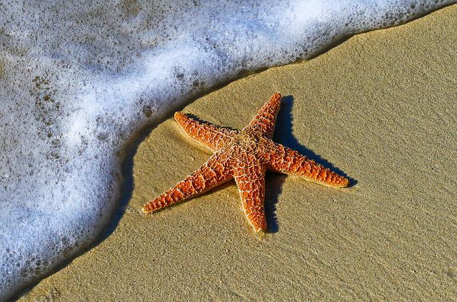Tudo Sobre a Estrela-do-Mar: Características, Nome Cientifico e Fotos