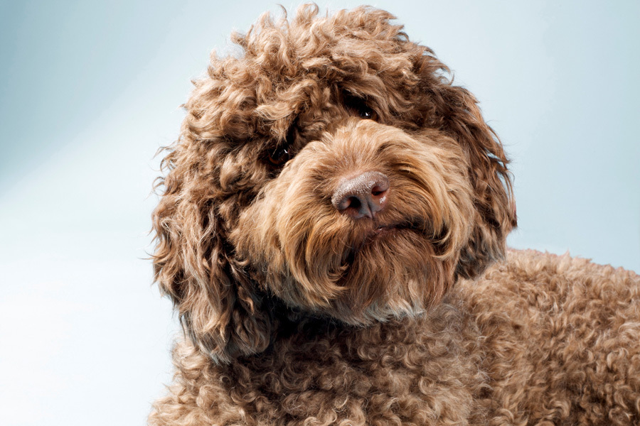 Historia do Labradoodle, Personalidade e Origem da Raça