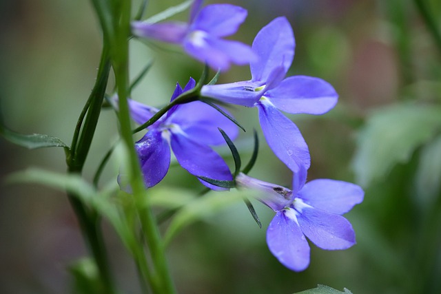 Tudo Sobre a Flor Lobélia-Azul: Características e Nome Cientifico