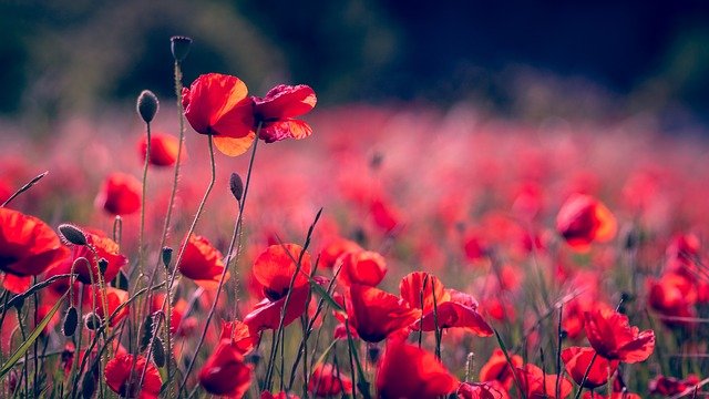 Qual é a Flor que Representa a Morte?