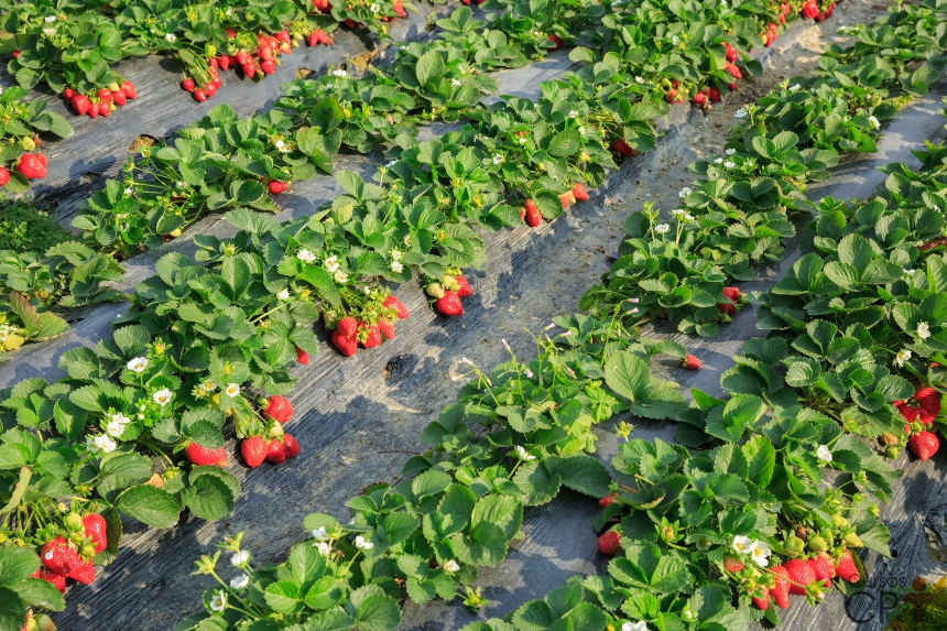Como Plantar Morango com o Próprio Morango?