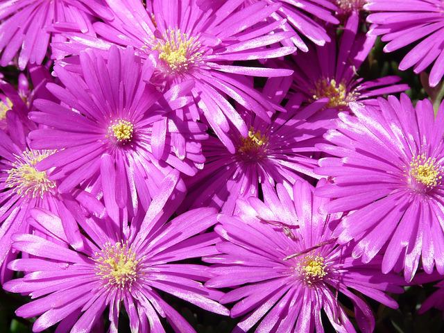 Tudo Sobre a Flor Aizoaceae: Características e Nome Científico